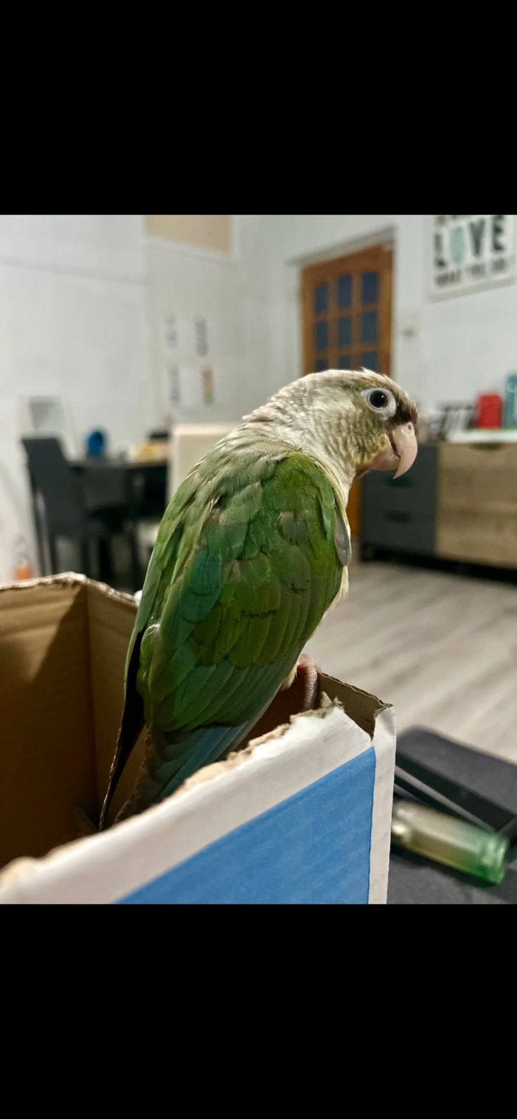 Pyrrhura koppel zoekt nieuw thuis, Dieren en Toebehoren, Vogels | Parkieten en Papegaaien, Meerdere dieren, Papegaai, Geringd