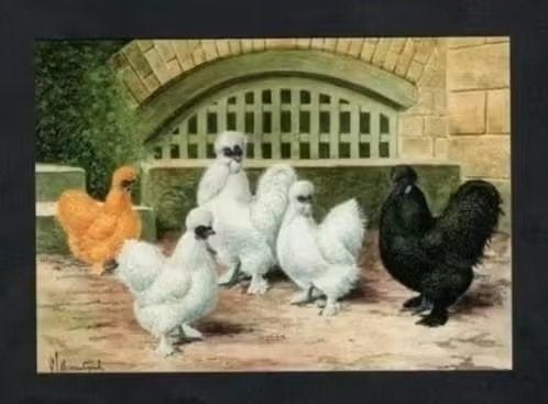 Pluimvee Kippen Zijdehoen Boerderij, Van Gink., Ophalen of Verzenden, 1980 tot heden, Ongelopen, Vogel