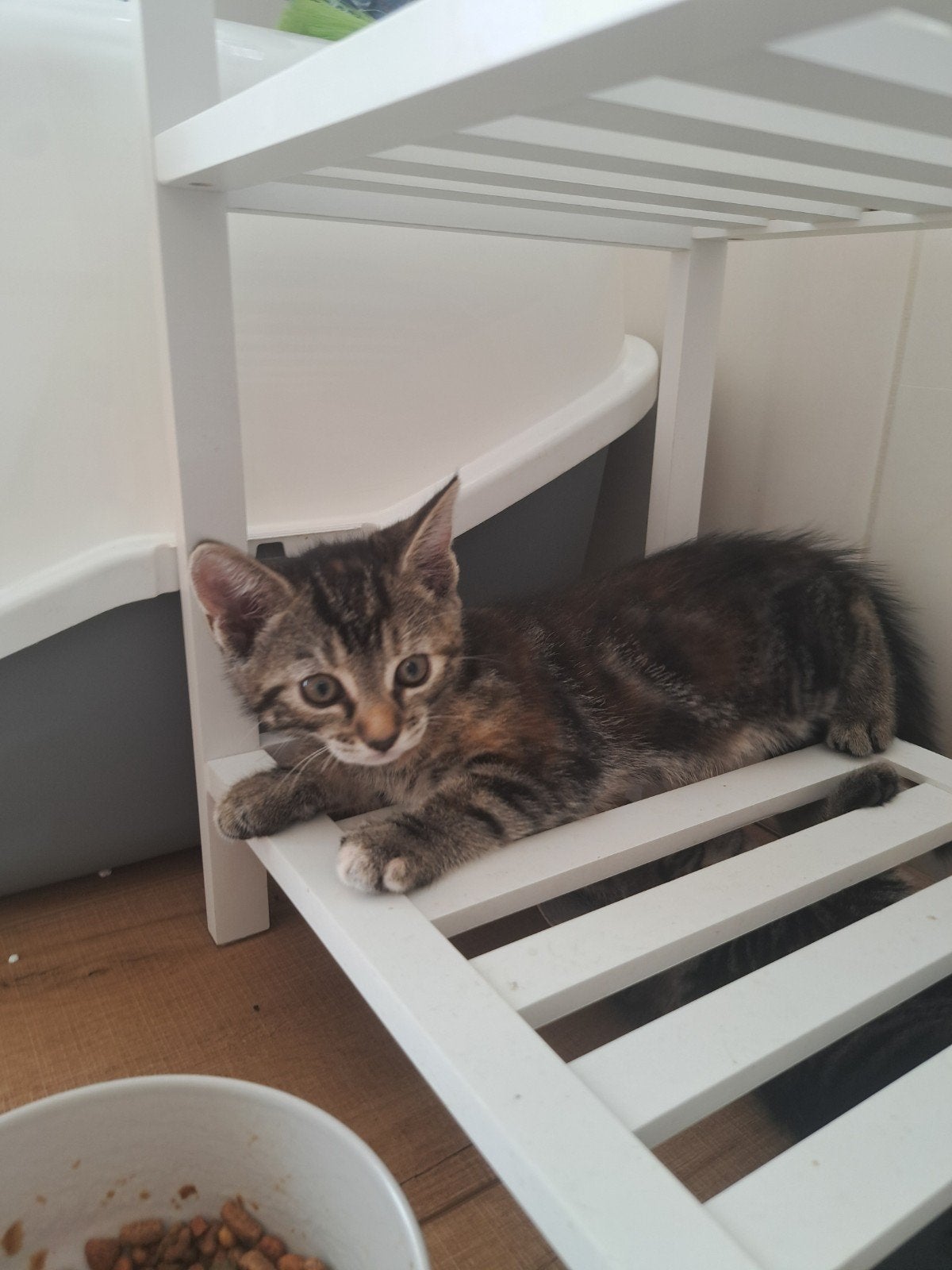 Lieve kittens zoeken een warm thuis, Meerdere dieren