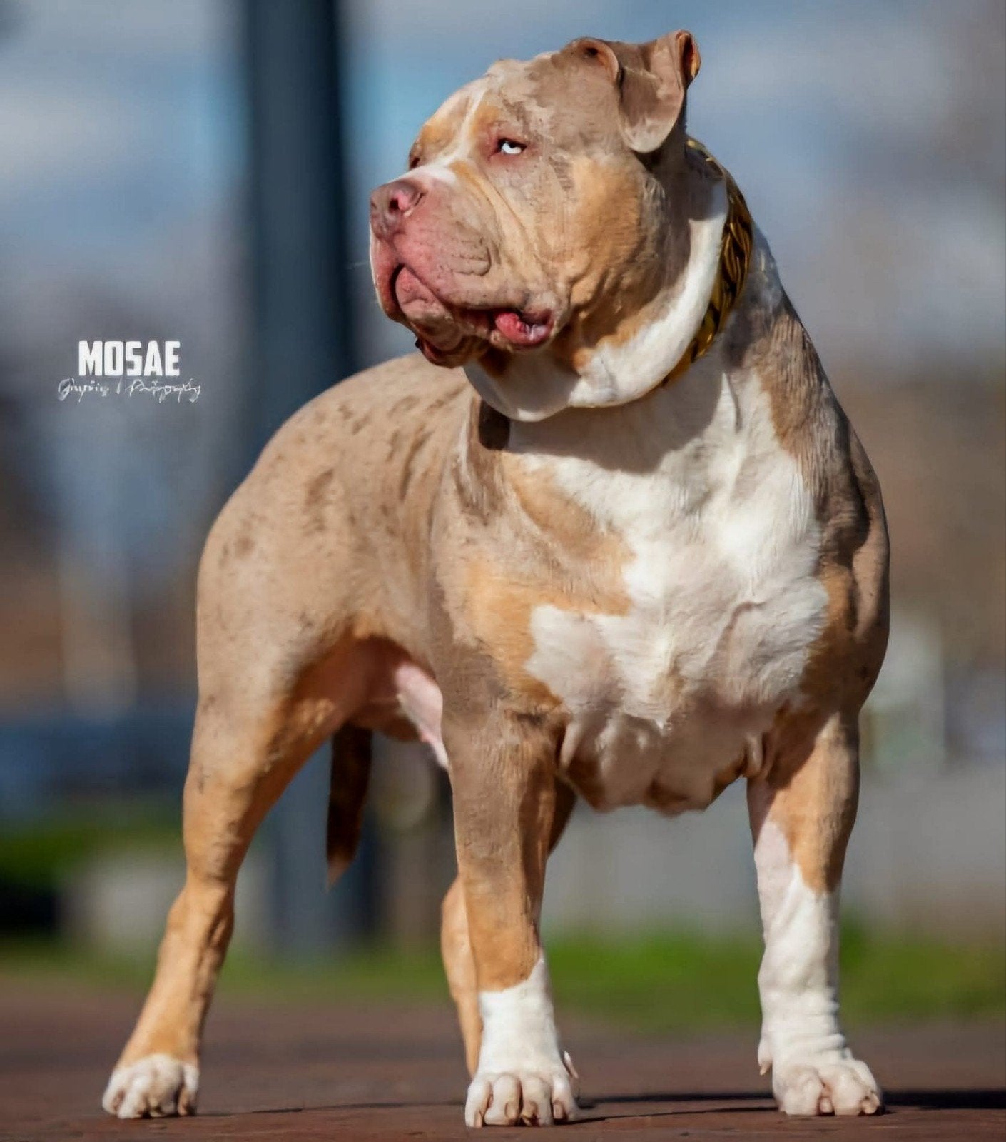 American Bully xl Dekreu *Ervaren *ABKC *Getest, Eén hond, 3 tot 5 jaar, Nederland, Particulier