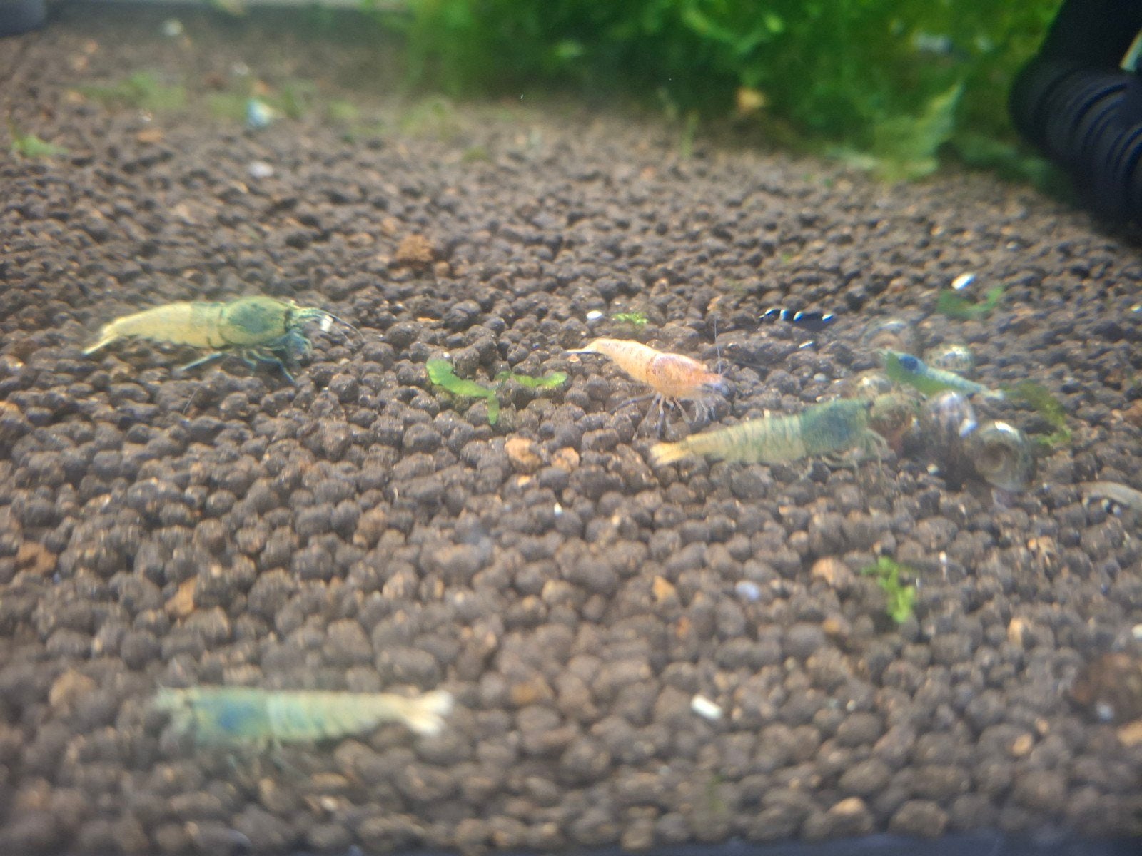 Bleu en red steel uit boa, Dieren en Toebehoren, Vissen | Aquariumvissen, Kreeft, Krab of Garnaal