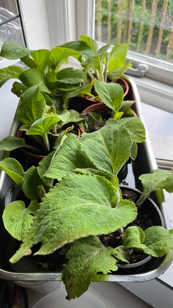 Vingerhoedskruid plantjes (Digitalis purpurea), Volle zon, Tweejarig, Zomer, Ophalen
