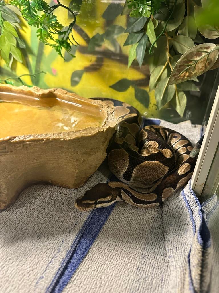 Koningspython met terrarium en toebehoren Ball Python - unknown for sale from Dennis