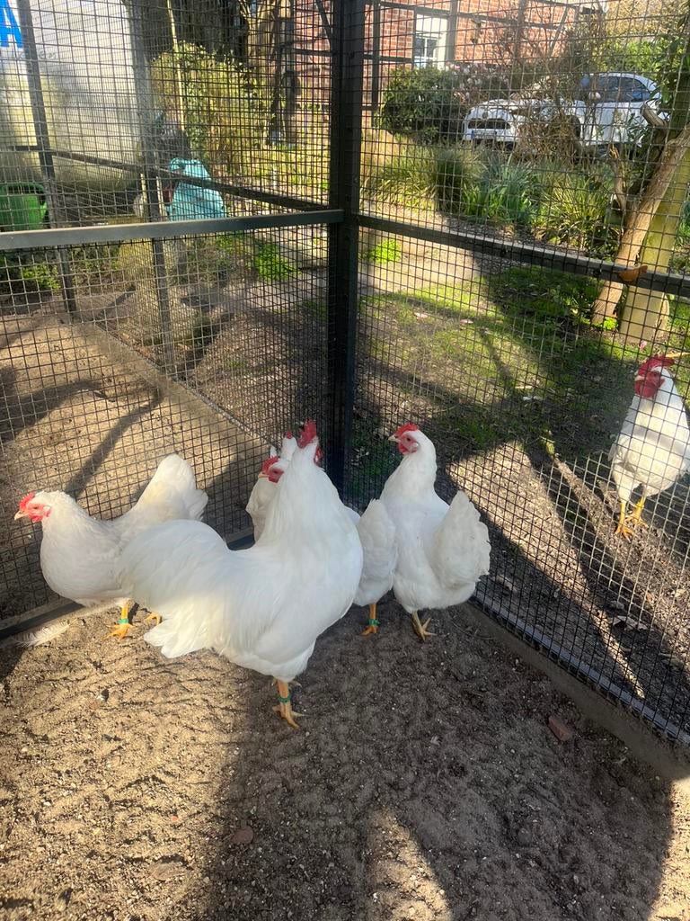 Broedeieren witte barnevelderkriel, Dieren en Toebehoren, Pluimvee, Geslacht onbekend, Kip