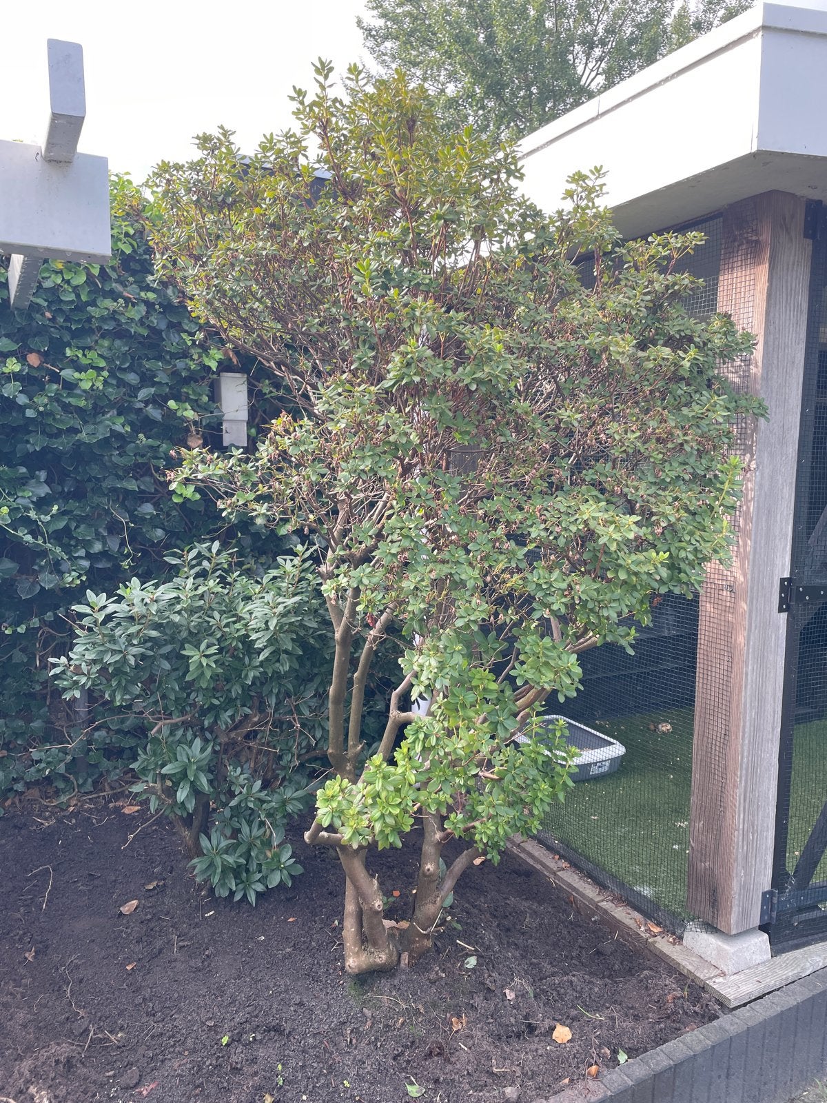 Gratis struik zelf uitgraven, Tuin en Terras, Overige soorten, Lente, 250 tot 400 cm, Ophalen