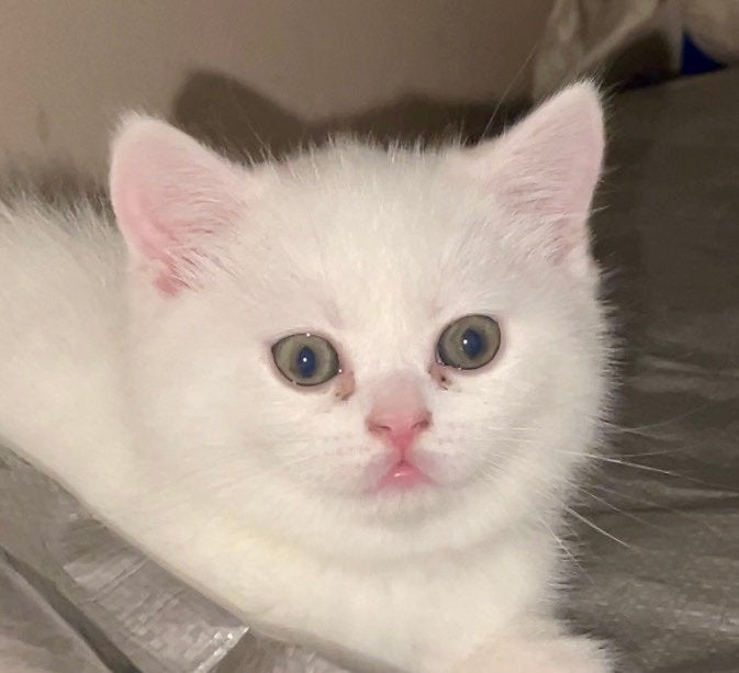 Brits korthaar kittens : wit, zwart, tabby !, Dieren en Toebehoren, Katten en Kittens | Raskatten | Korthaar, Meerdere dieren