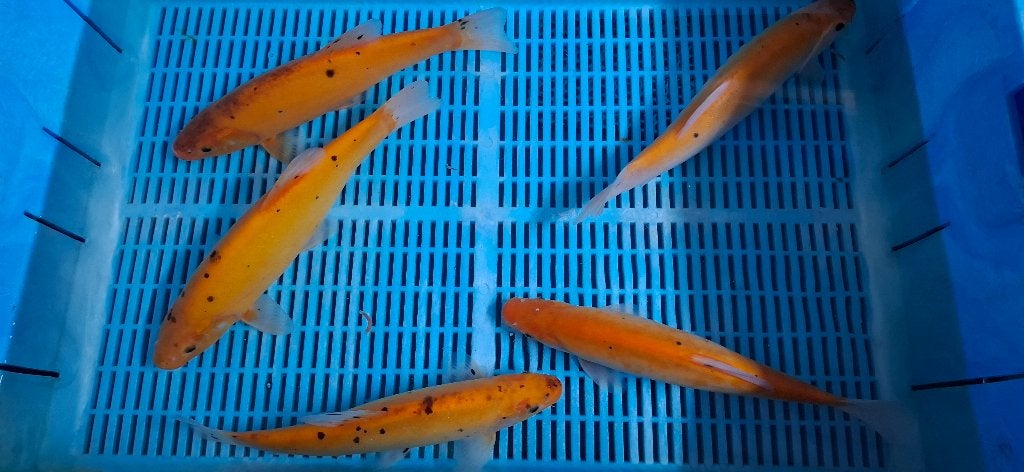 Goudzeelt 12/15 CM (Tinca tinca auratus), Overige soorten