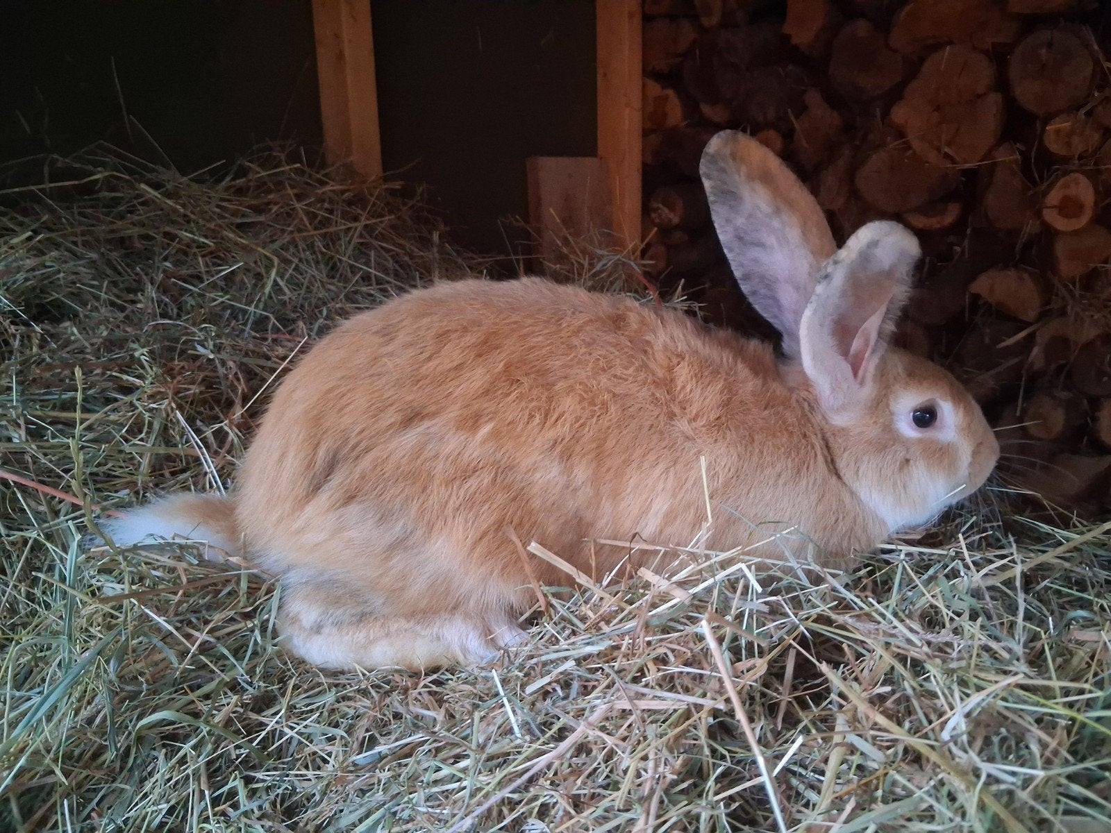 geele ram, Dieren en Toebehoren, Konijnen, Mannelijk, Groot