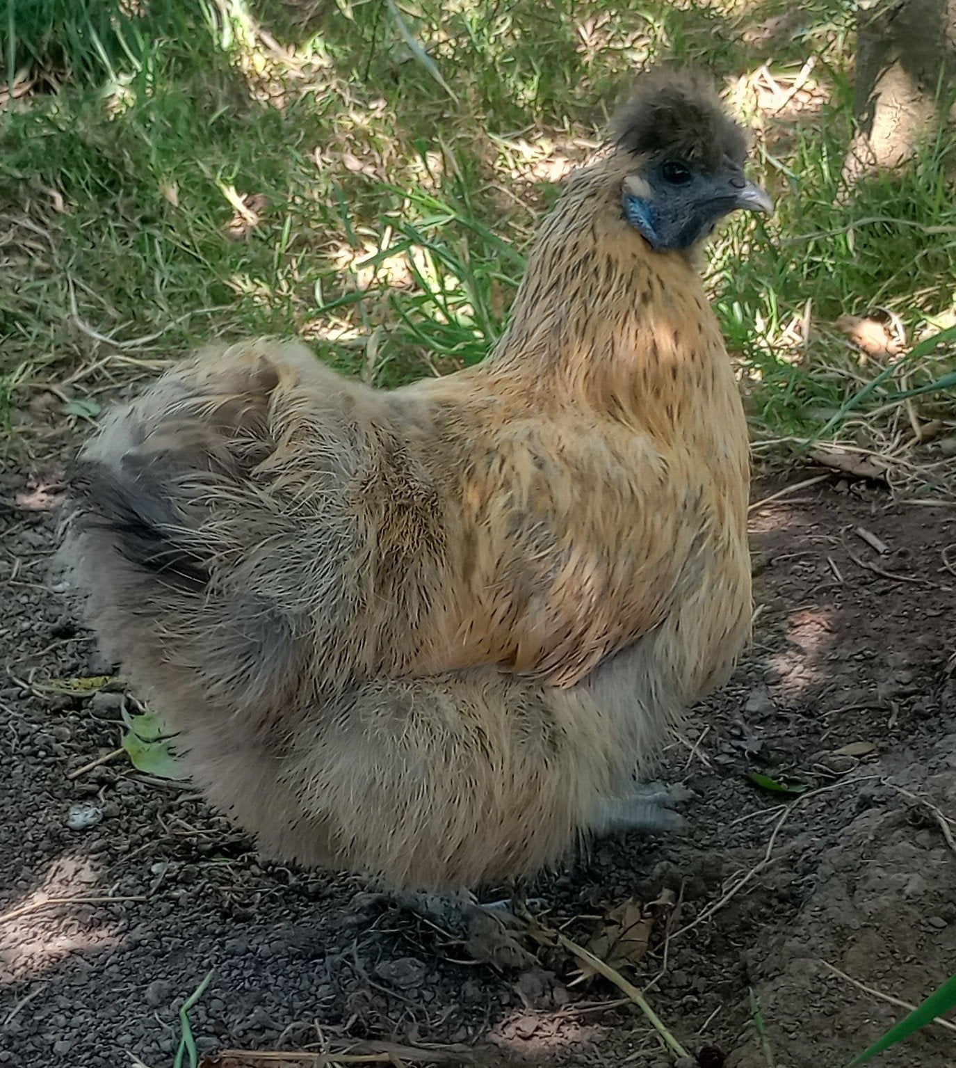 Blauw patrijs zijdehoen kriel hen, Dieren en Toebehoren, Pluimvee, Vrouwelijk, Kip