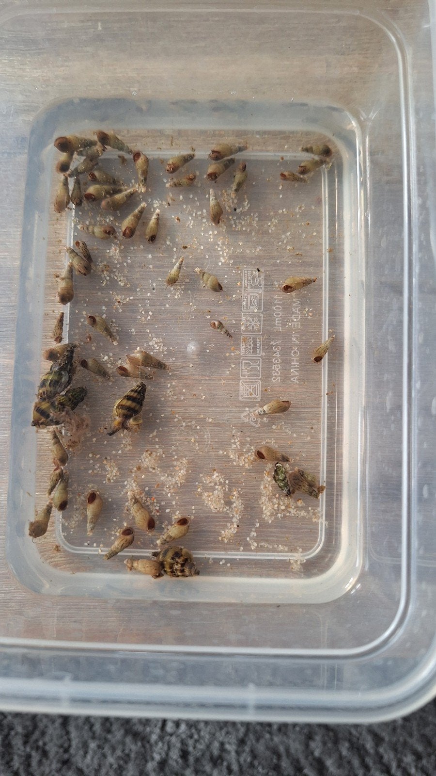 Gratis aquarium slakken