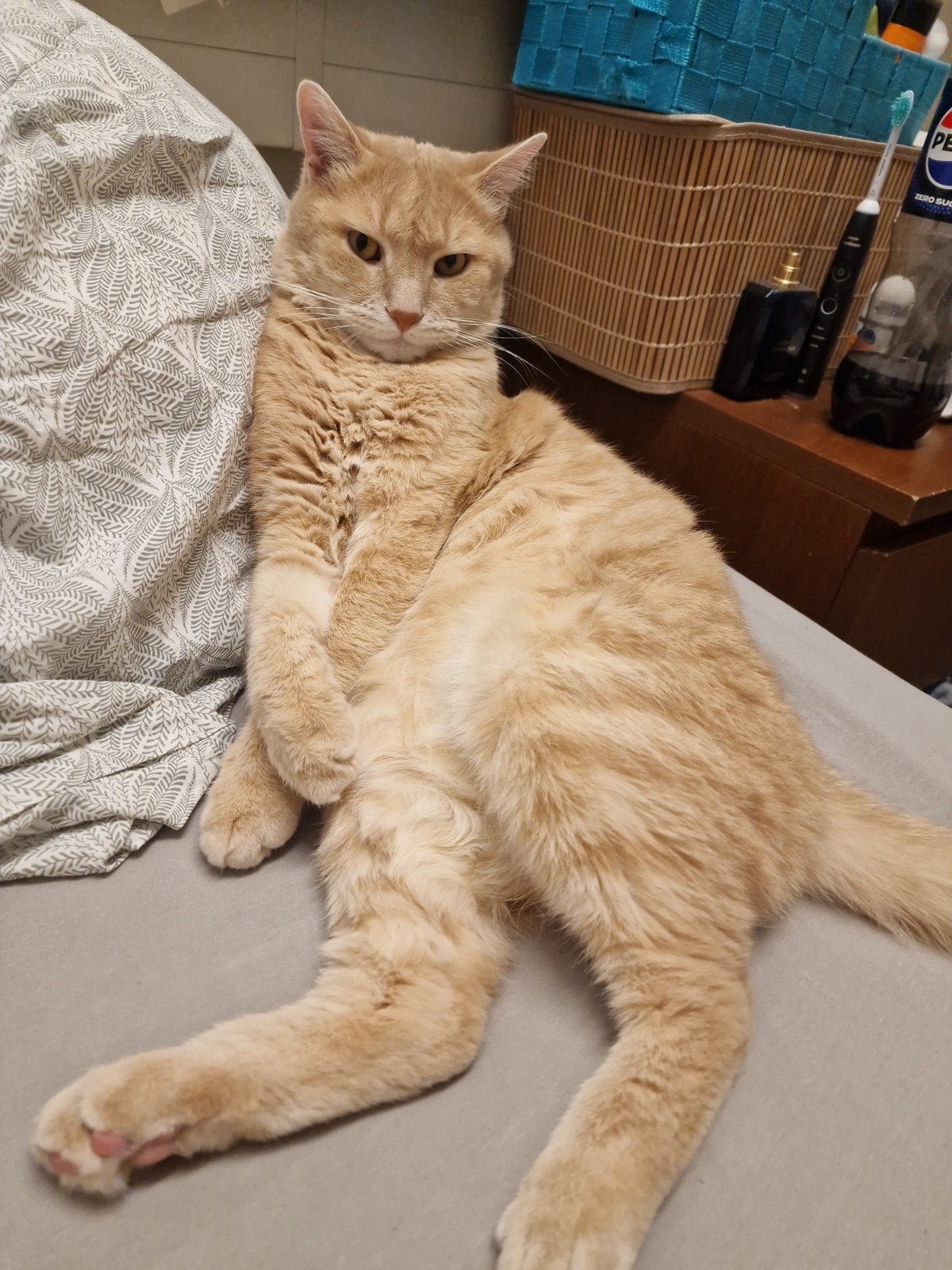 Vermiste rode kat – Deventer, Dieren en Toebehoren, Kat