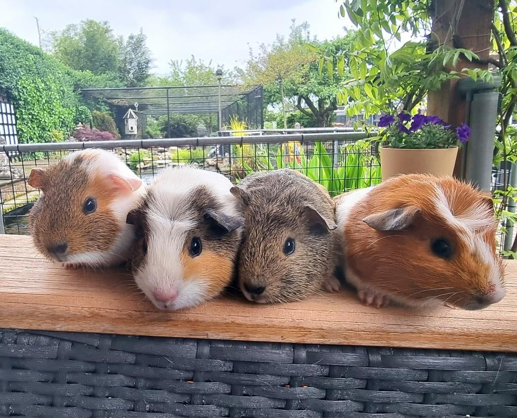 4 jonge cavia zeugjes, Vrouwelijk, Tam, Maart, Cavia
