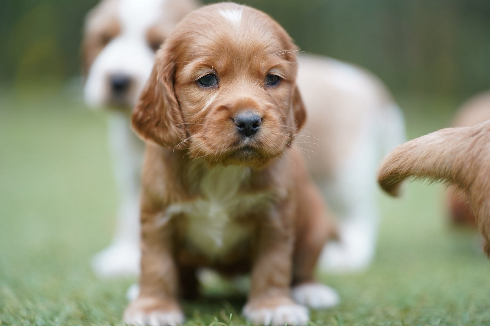 Engelse Cocker Spaniël pups, Parvo, Nederland, 8 tot 15 weken, Meerdere