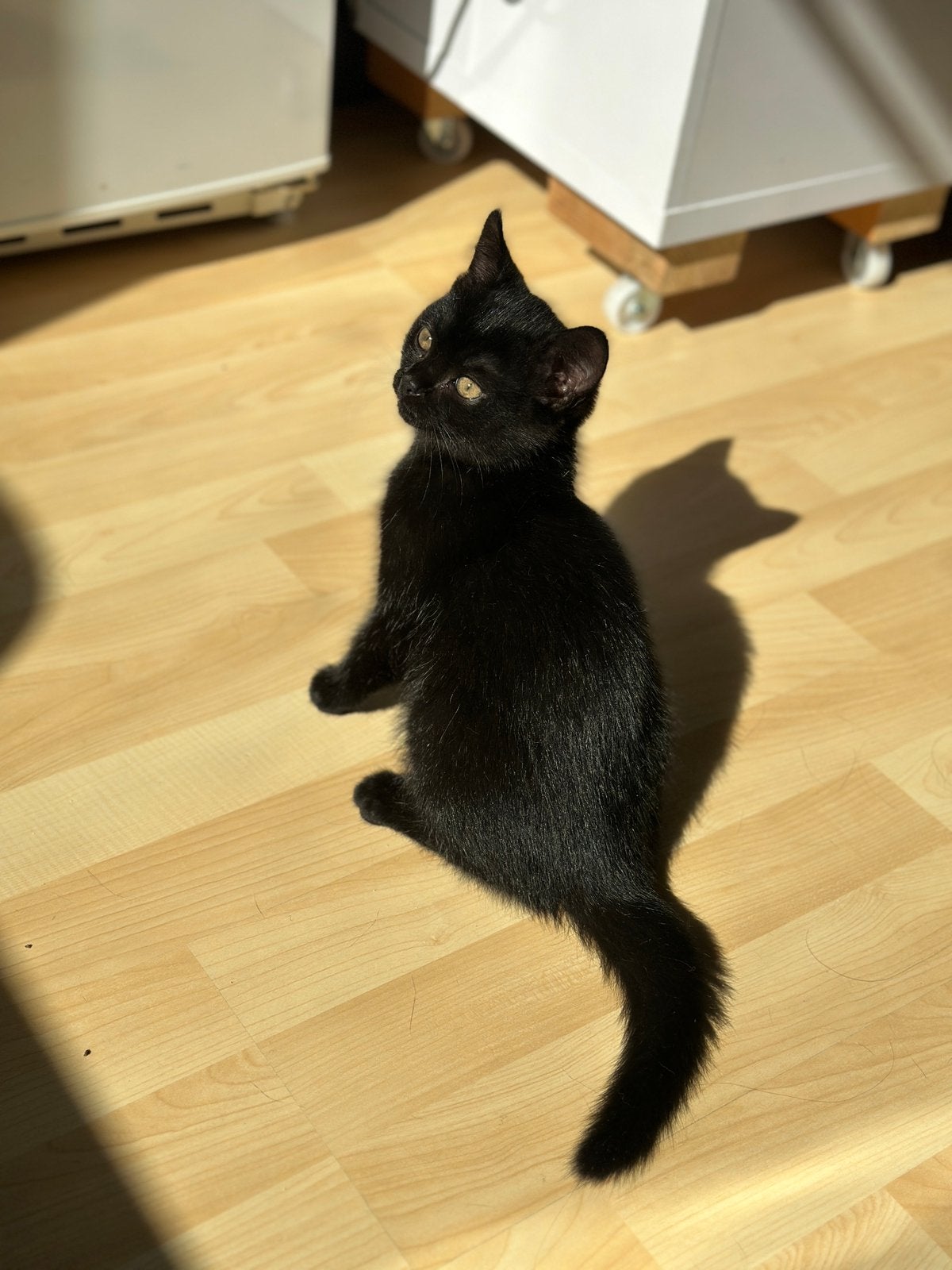 Britse korthaar kittens mogen het nest verlaten!, Meerdere dieren, Kortharig, 0 tot 2 jaar