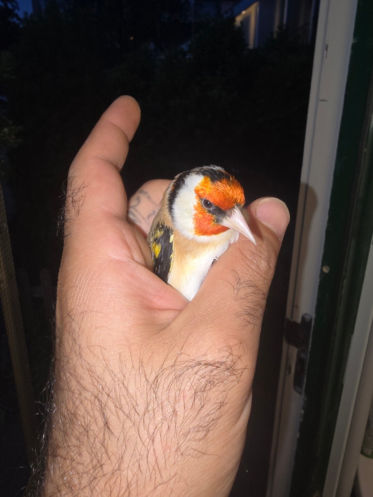 Majoor putter man 2025, Mannelijk, Wildzangvogel