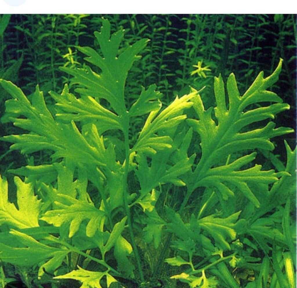 Aquariumplanten aangeboden. Vissen, aquarium, planten., Ophalen