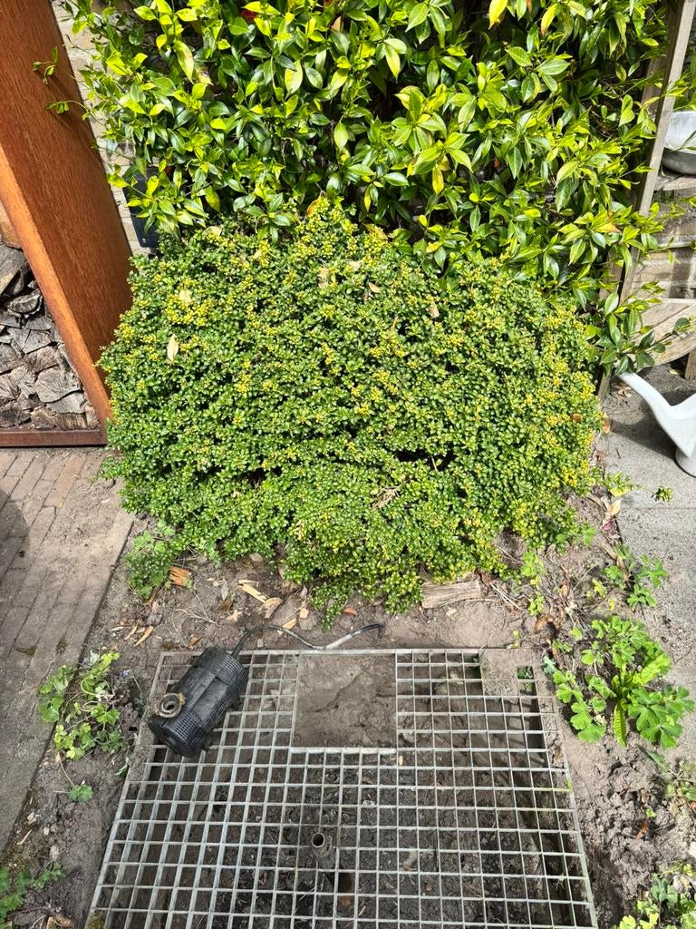 Buxus, Ophalen, Buxus, Minder dan 100 cm