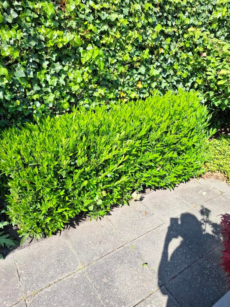 Groene haagplanten - zelf eruit halen, Ophalen