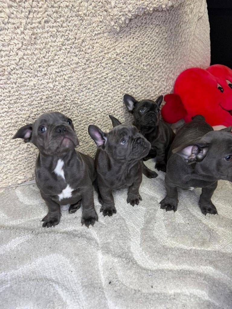 Zoete Franse bulldogpuppy's klaar voor hun nieuwe thuis, Dieren en Toebehoren, Honden | Bulldogs, Pinschers en Molossers, 8 tot 15 weken