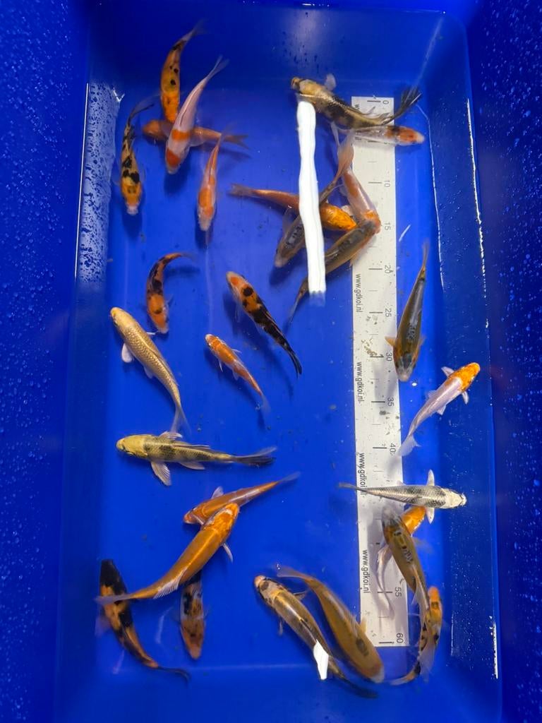 TOSAI KOI MIX 10–15 CM – ZELF UIT TE KIEZEN, Karper of Koi