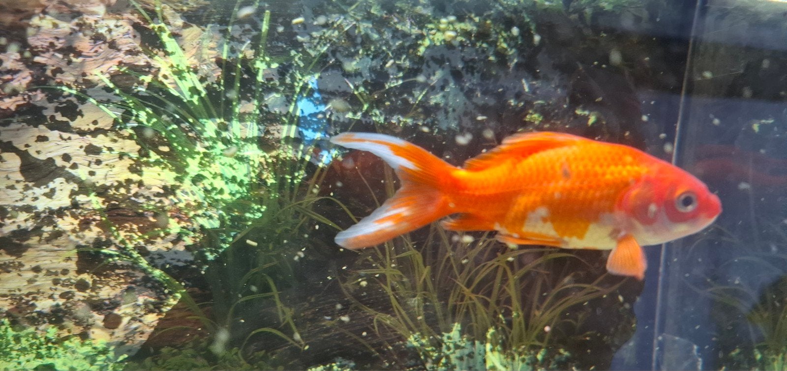 Goudvis, Dieren en Toebehoren, Vis, Zoetwatervis