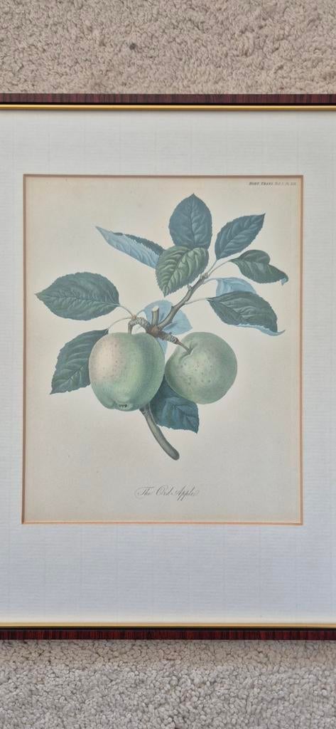 Antieke handgekleurde gravure 'The Ord Apple' - Botanisch, Antiek en Kunst, 1800 - 1899, Ophalen of Verzenden, Gravure, Flora en Fauna