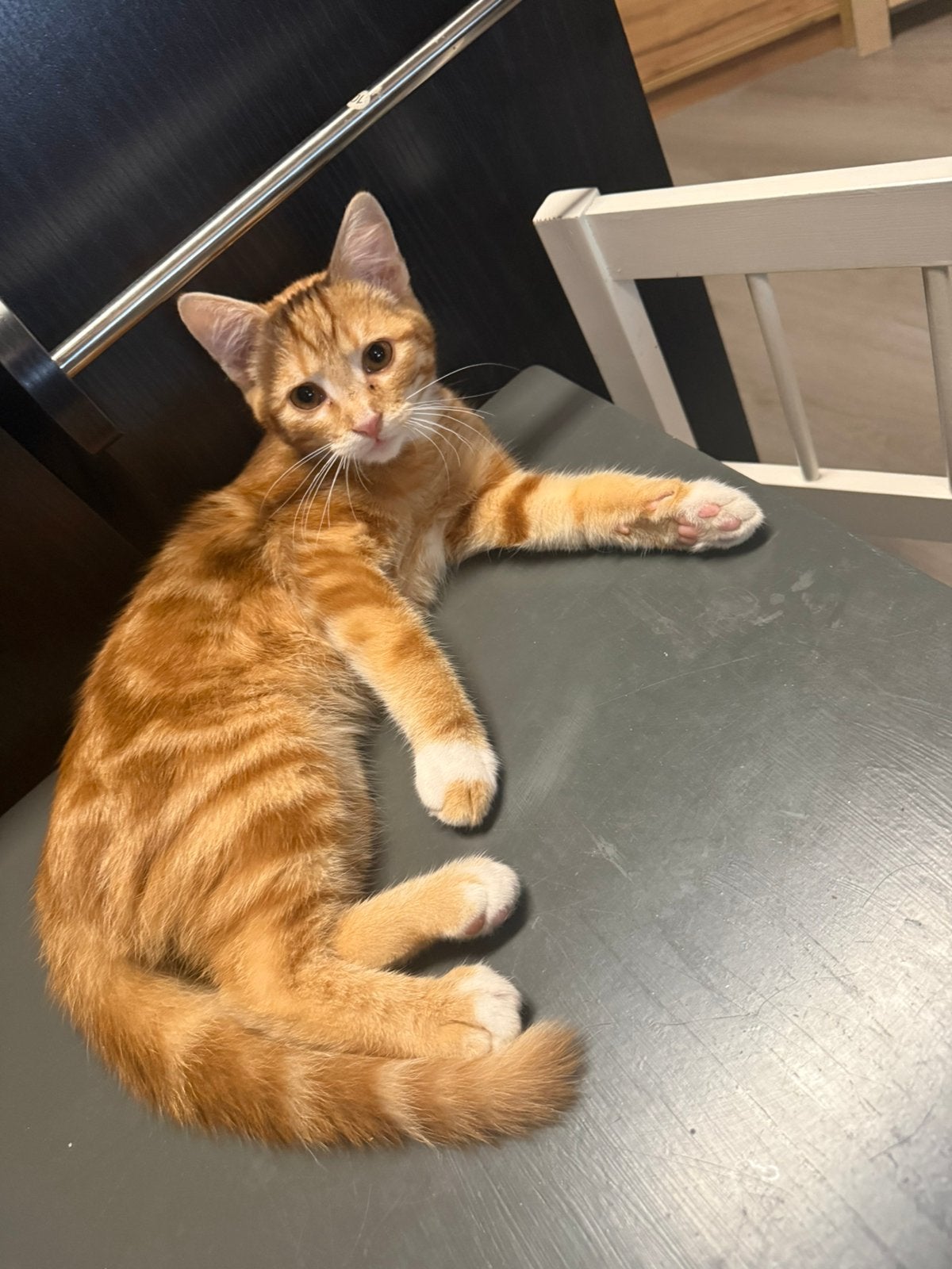 Te koop rode kater, Kater, Kortharig, 0 tot 2 jaar