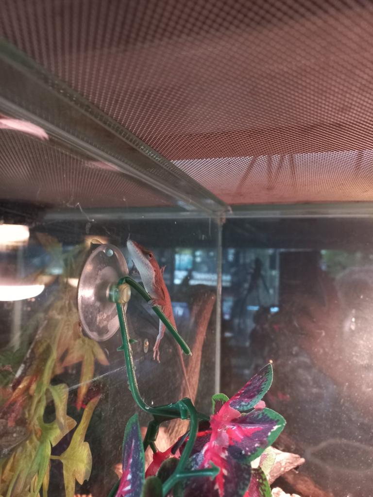 Roodkeel Anolis (koppel)