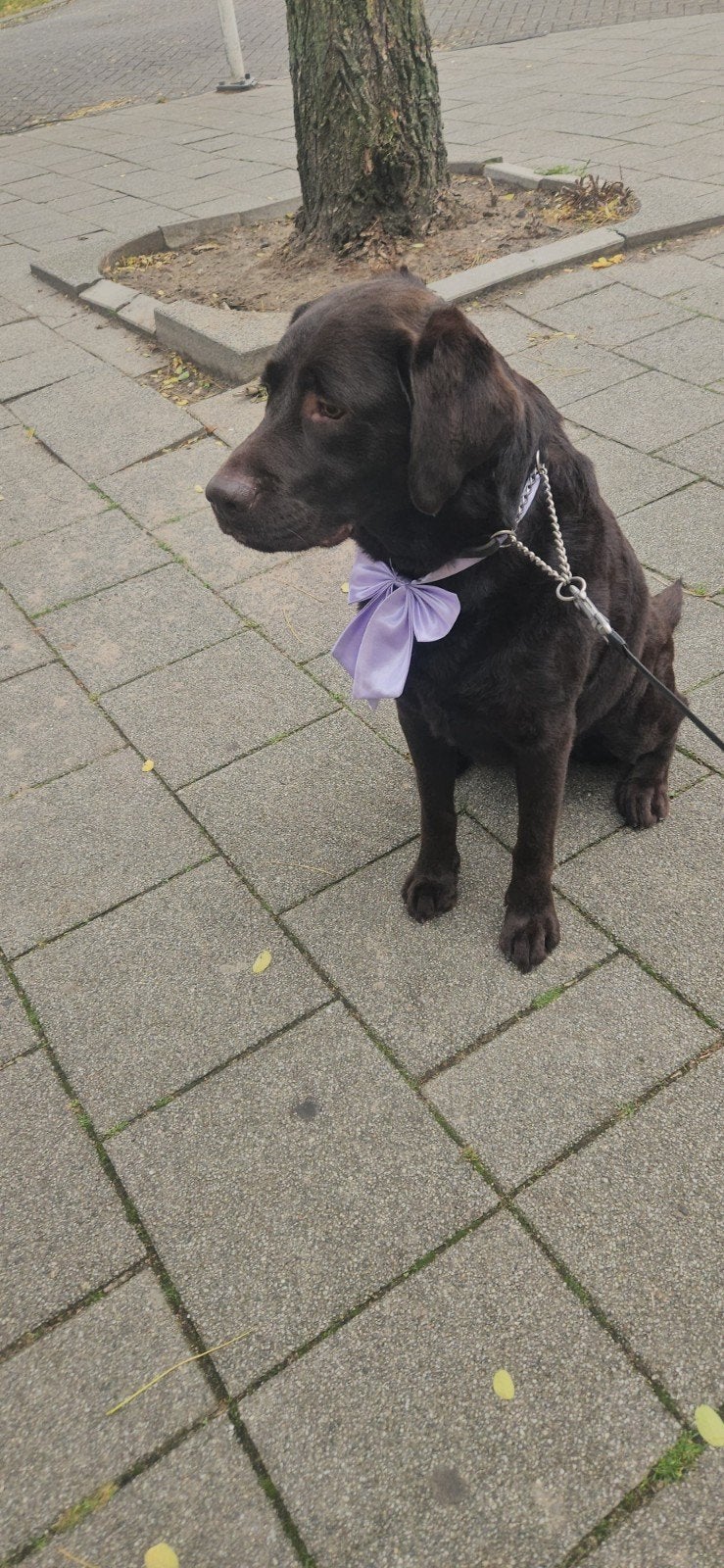Bruine labrador reu, Dieren en Toebehoren, Honden | Retrievers, Spaniëls en Waterhonden, Parvo, Reu, Labrador retriever, Eén hond