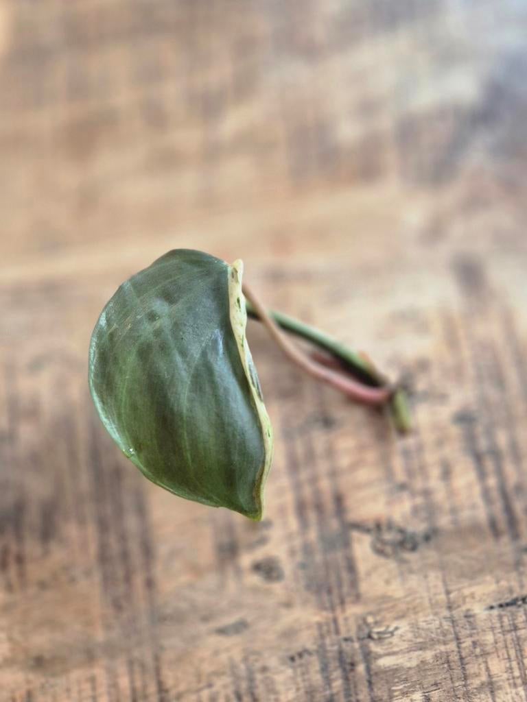 Philodendron hederaceum variegated, Huis en Inrichting, Kamerplanten, Minder dan 100 cm, Halfschaduw, Ophalen of Verzenden
