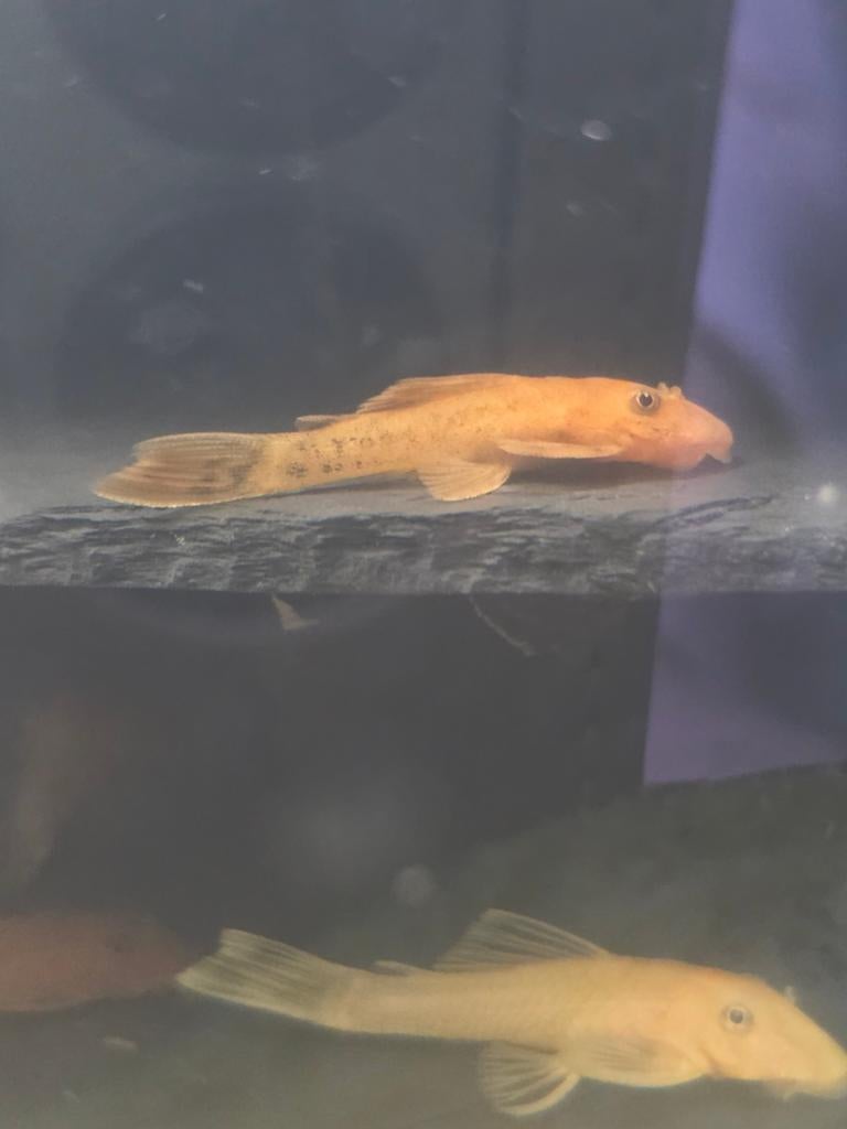 Dirty red ancistrus longfin dna, Dieren en Toebehoren, Vis