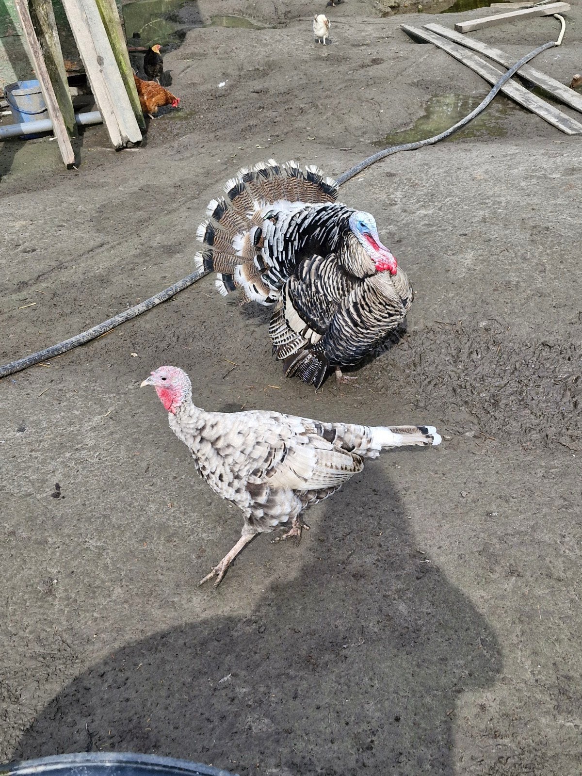Paartje kalkoenen, Meerdere dieren, Kalkoen