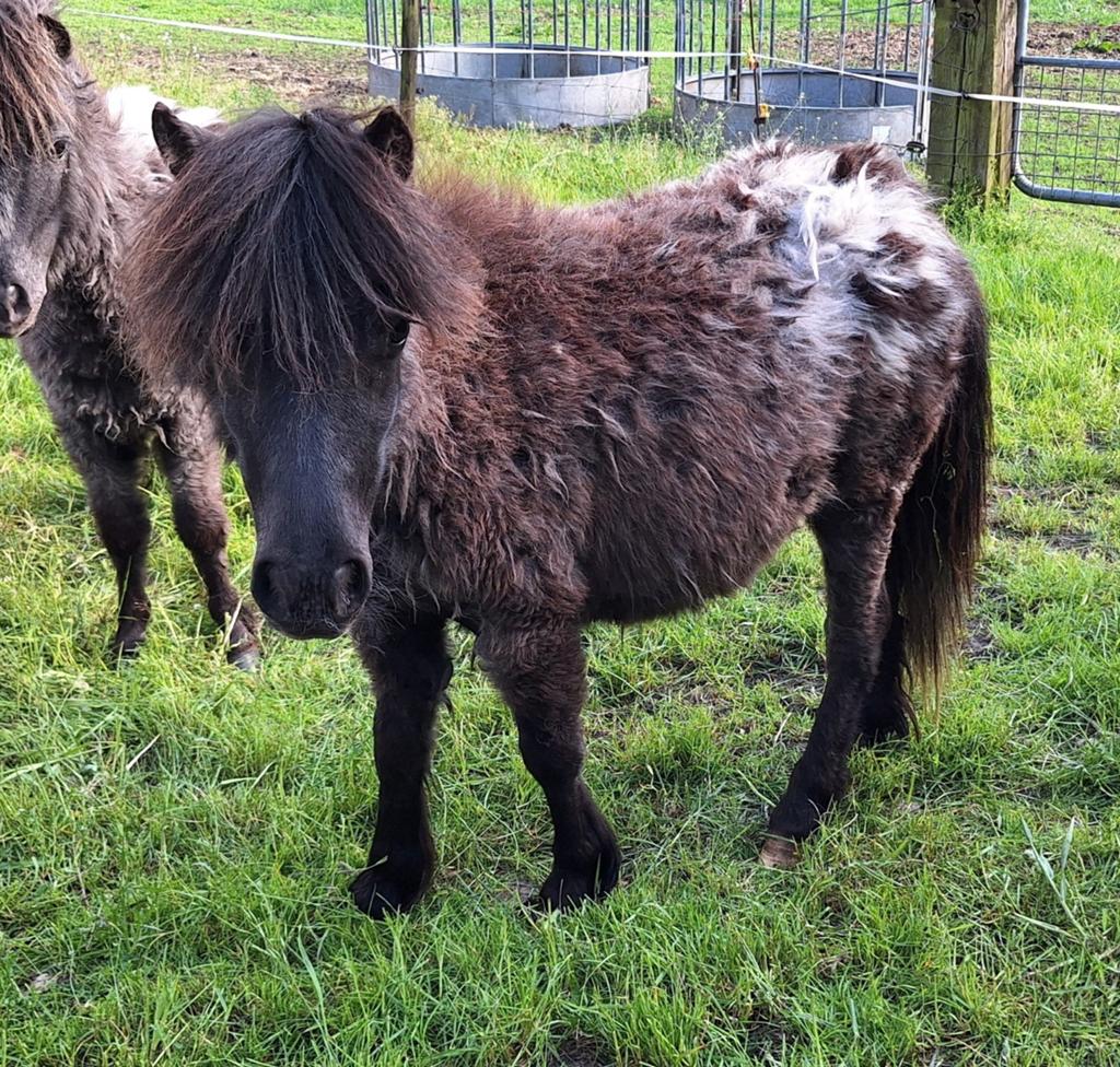Shetlander merrie appaloosa, Dieren en Toebehoren, Merrie