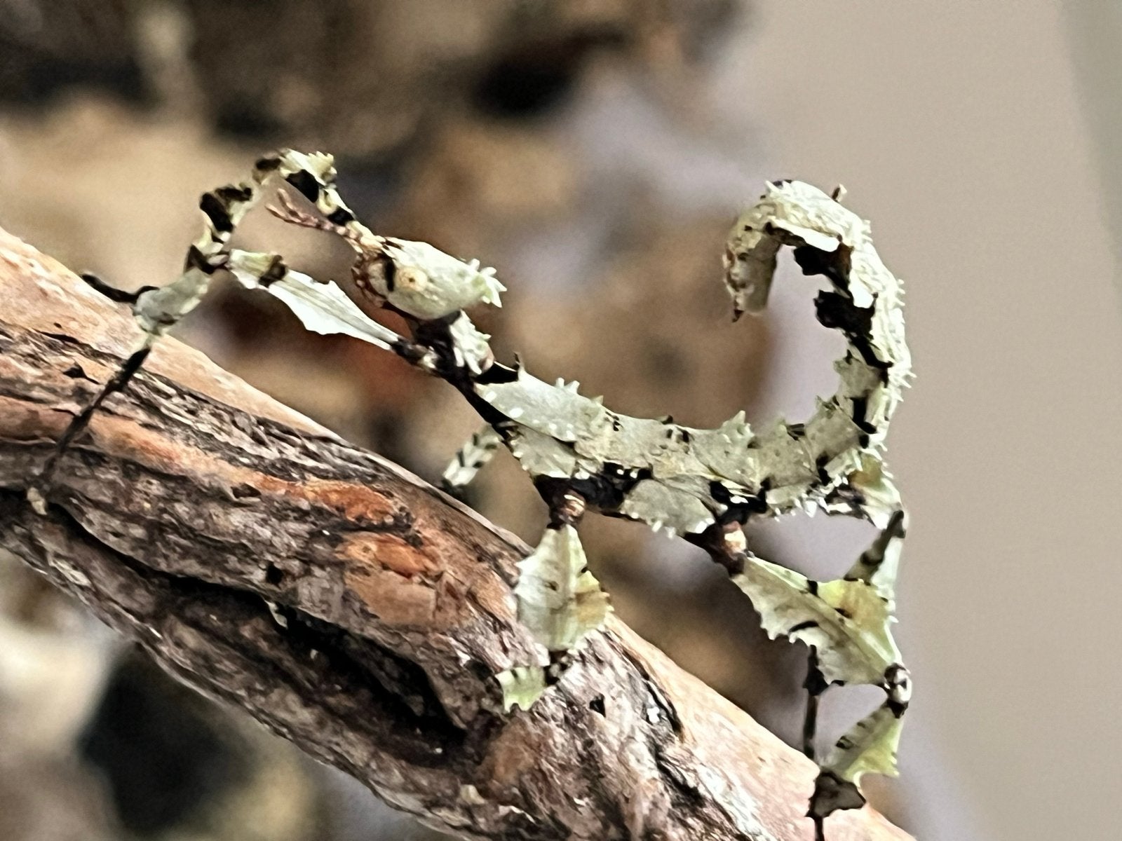 Eitjes Exotasoma tiaratum innisfail, Dieren en Toebehoren