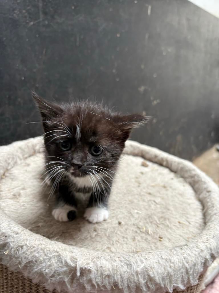 Kittens te koop, Dieren en Toebehoren, Katten en Kittens | Overige Katten, Meerdere dieren