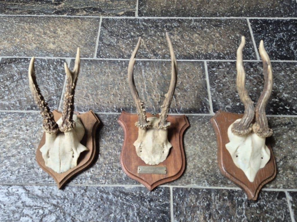 3 Prachtige Ree Geweien samen € 21 jacht hut mancave h36, Ophalen of Verzenden, Gebruikt, Hert, Gewei of Kop