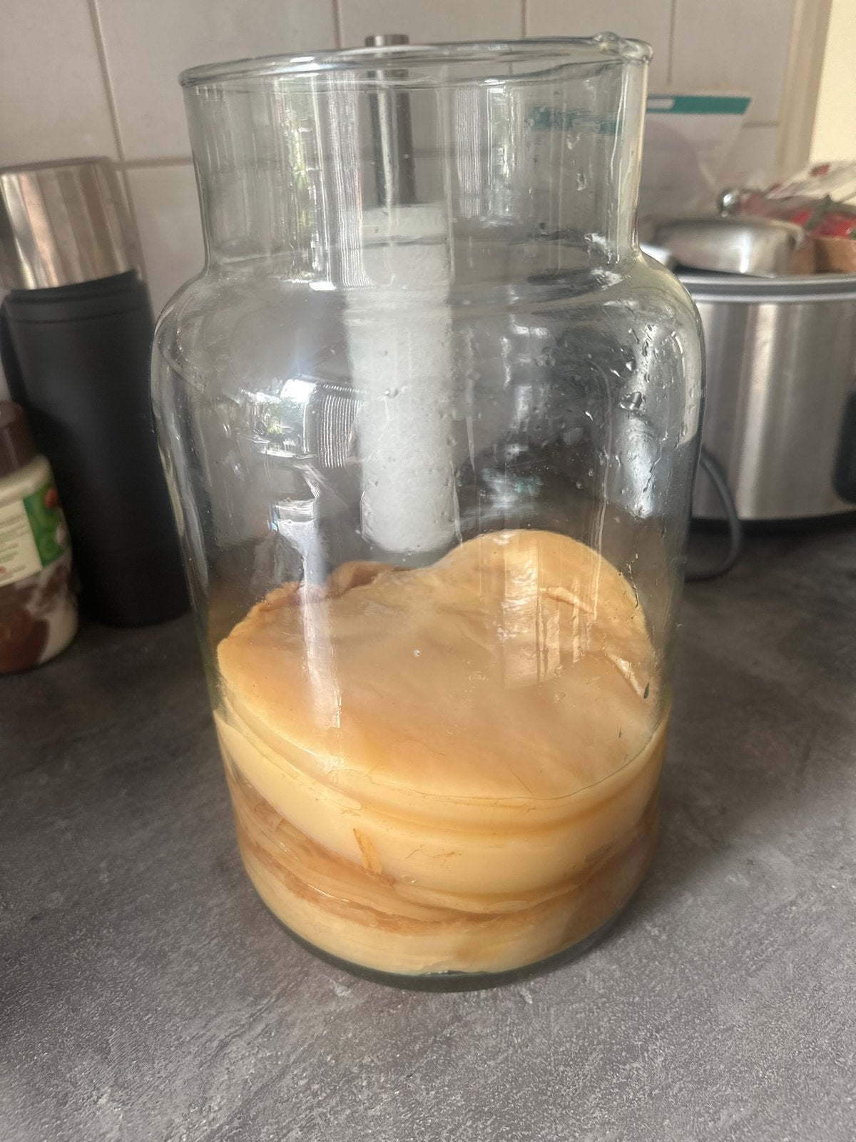 Kombucha paddenstoel / scooby, Ophalen of Verzenden, Zo goed als nieuw