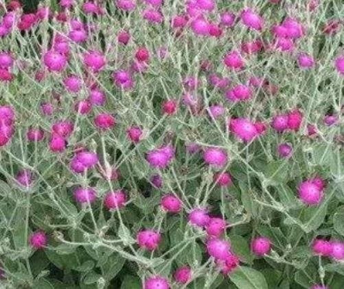 Mooie jong prikneus plantjes in kluit (uit zaaitray), Tuin en Terras, Ophalen, Vaste plant, Overige soorten, Volle zon