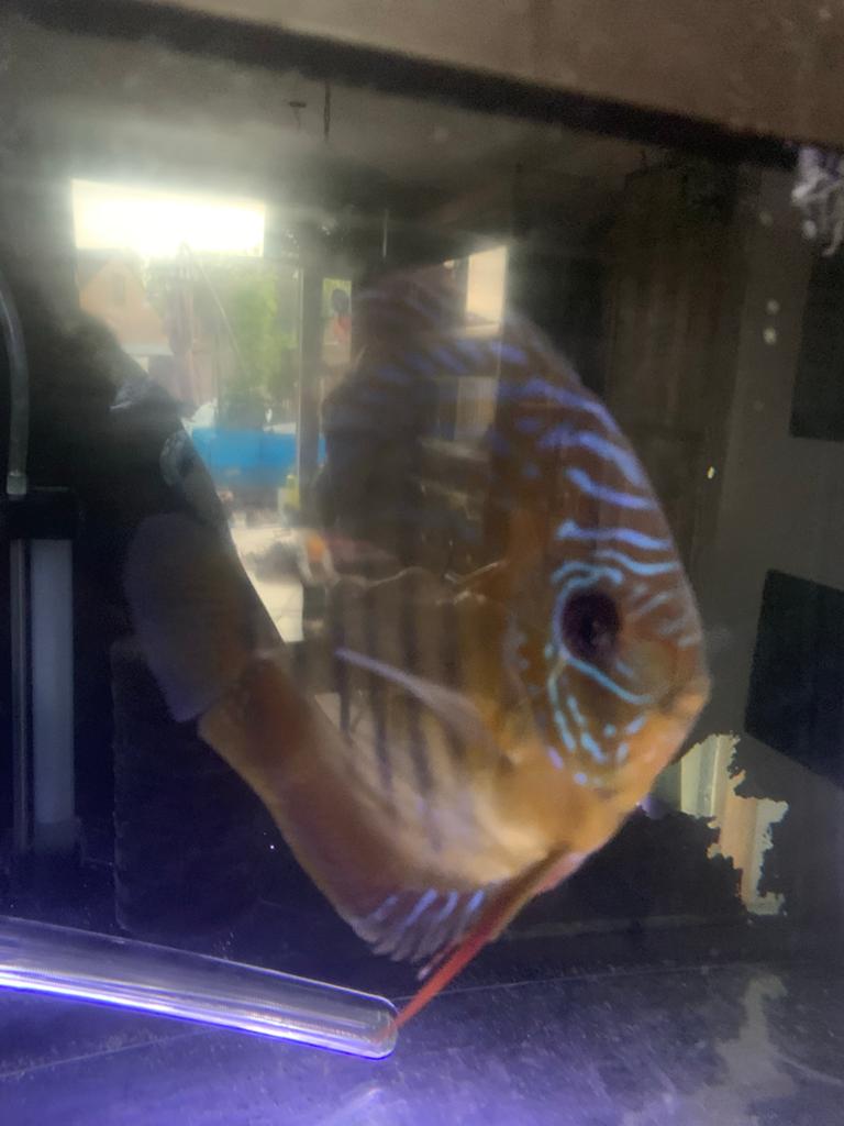 Koppel discus vissen, Dieren en Toebehoren, Vis
