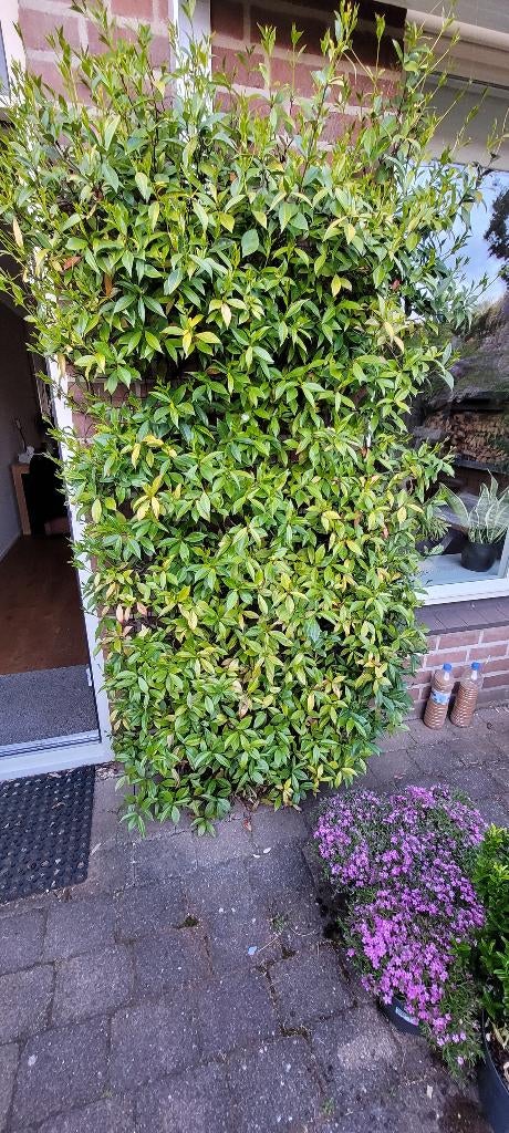 Toscaanse jasmijn, Ophalen, Vaste plant, Halfschaduw, Klimplanten