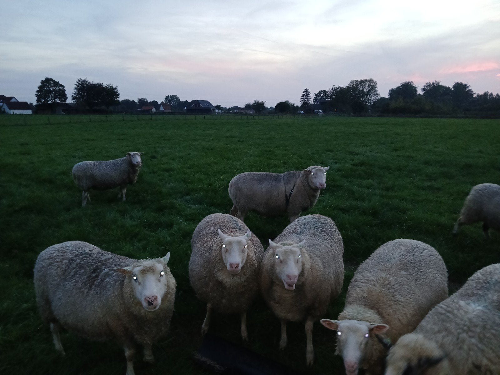 flevlander dekbok, Mannelijk, 3 tot 5 jaar