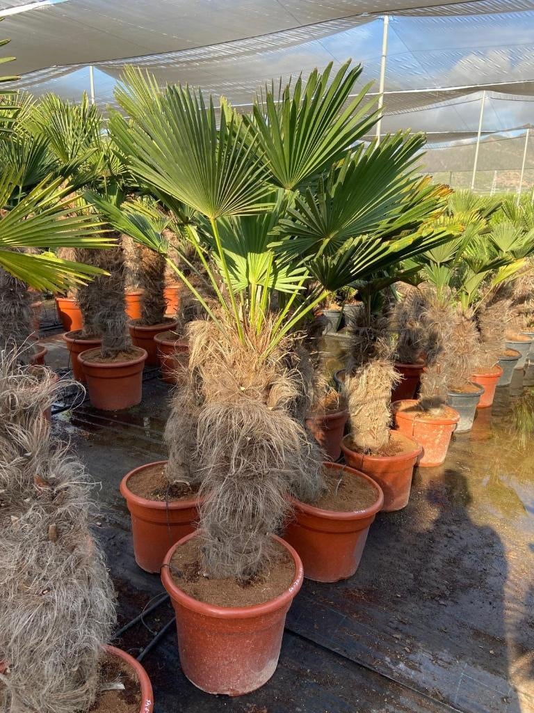 AANBIEDING: TRACHYCARPUS WAGNERIANUS  ( WAGNERPALM ), Halfschaduw, 100 tot 250 cm, Zomer, Palmboom