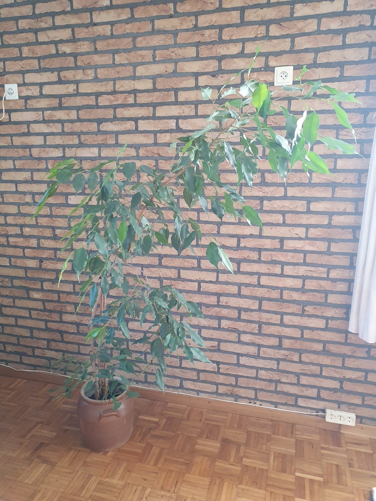 Grote Ficus Benjamina in pot - 150-200 cm, Huis en Inrichting, Ophalen, Ficus, Halfschaduw, In pot