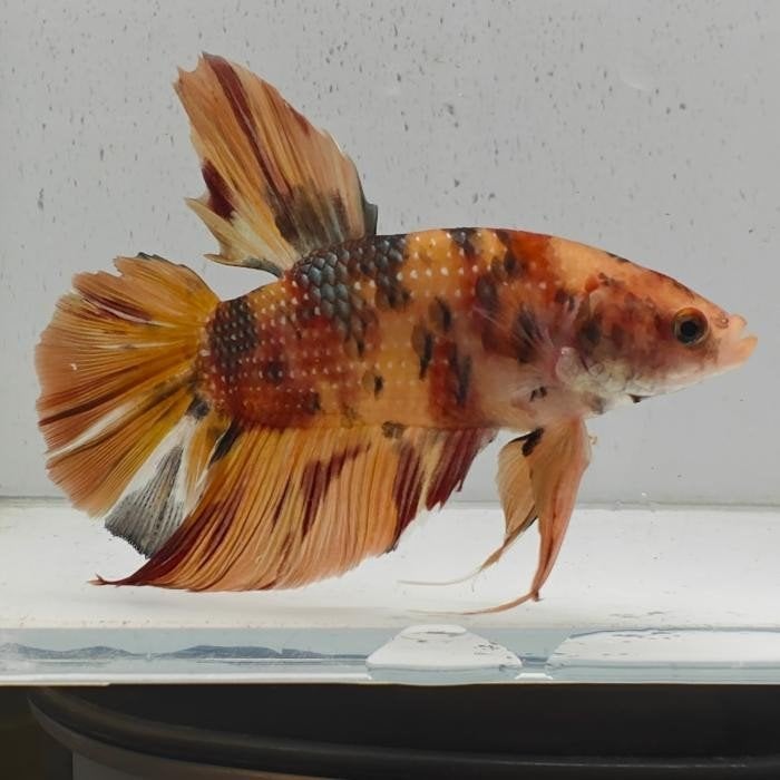Betta splendens man 71, Vis