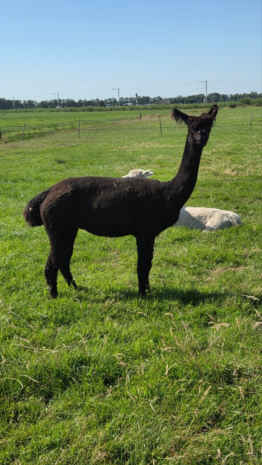 Zeer mooie Zwarte fokmerrie alpaca, Dieren en Toebehoren, September, Vrouwelijk