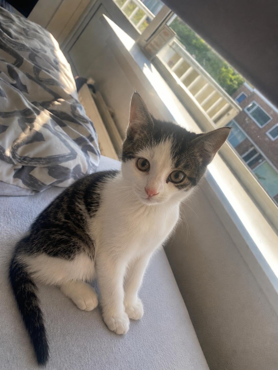 Super schattige speelse kittens zoeken nieuwe knus huisje, Dieren en Toebehoren, Meerdere dieren