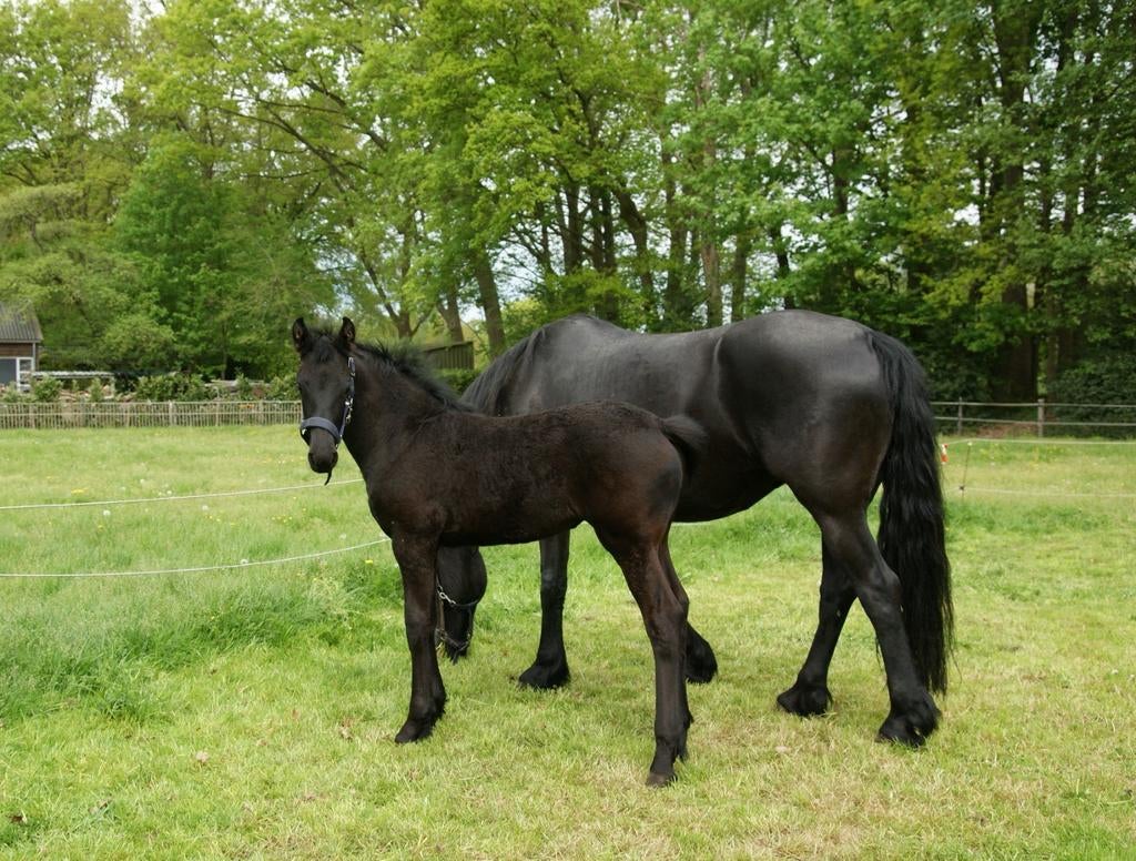 Fries Paard mooi  Fries Merrie veulen   ,Menso x Jehannes., Dieren en Toebehoren, Paarden, Merrie, Minder dan 160 cm, Met stamboom