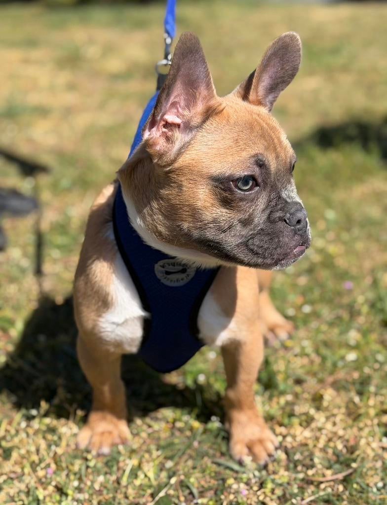Prachtig Franse Bulldog Puppy Reutje, 15 weken tot 1 jaar, Reu, Parvo, Bulldog
