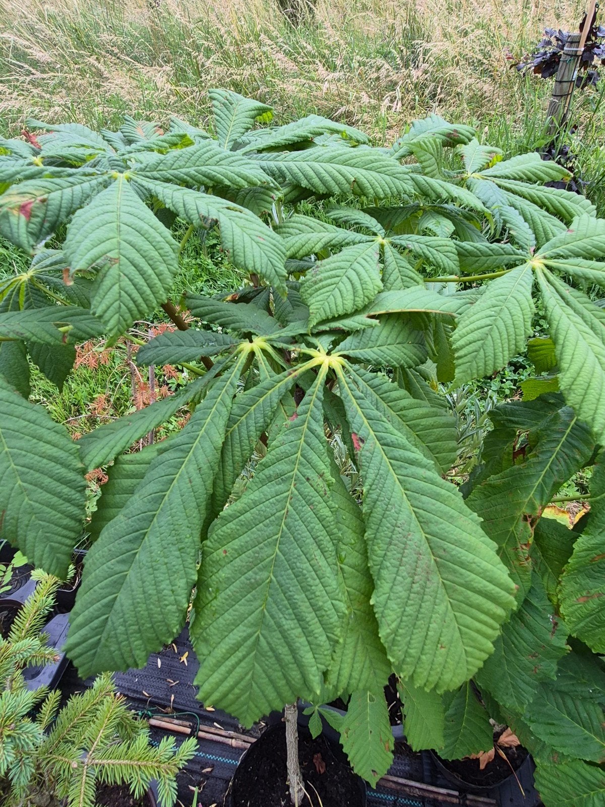 Aesculus hippocastanum -Witte Paardenkastanje, 100-120cm, in, Ophalen, Lente, In pot, Overige soorten