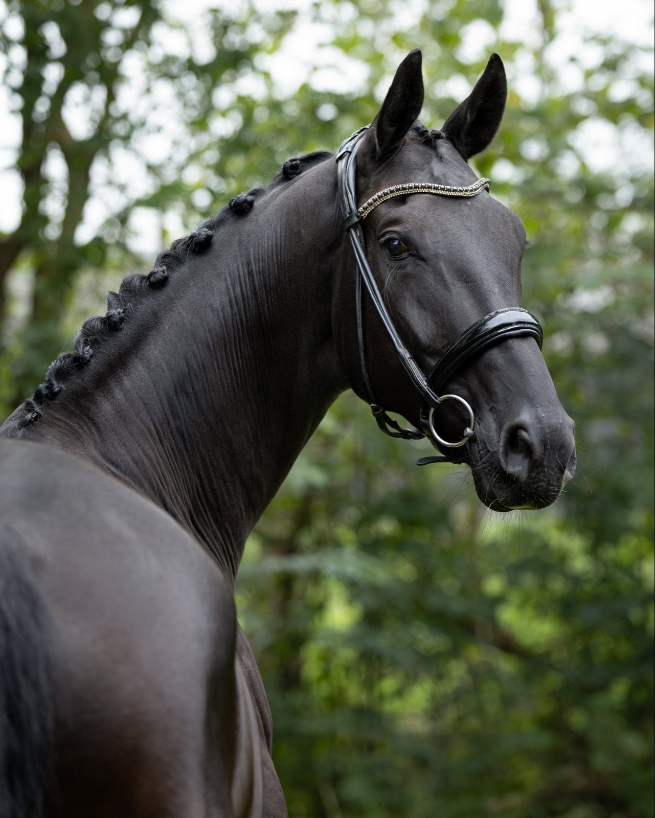 Enorm lieve en mooie 6 jarige ruin, Ruin, Dressuurpaard, Met stamboom, B